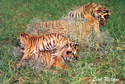 187-5-Tiger-cubs playing-by Lisa Purcell.jpg