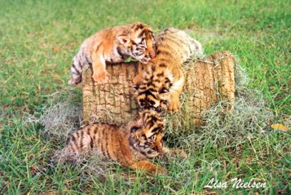 187-7-Tiger-cubs playing-by Lisa Purcell.jpg