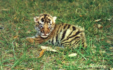 188-6-Tiger-cub sitting on grass-by Lisa Purcell.jpg