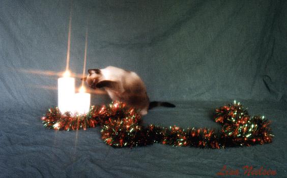 191-4-Siamese Cat-with candles-by Lisa Purcell.jpg
