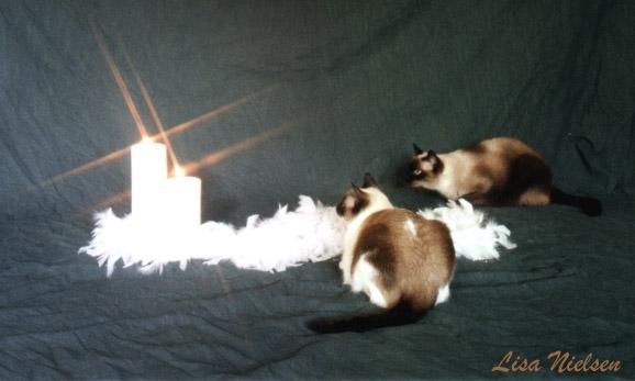191-7-Siamese Cats-with canddles-by Lisa Purcell.jpg