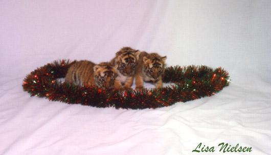 192-13-Christmas Tiger Cubs-by Lisa Purcell.jpg