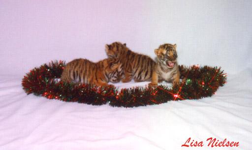 192-18-Christmas Tiger Cubs-by Lisa Purcell.jpg