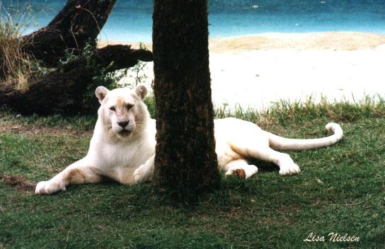 217-23-Pure White Tiger-resting under tree-by Lisa Purcell.jpg