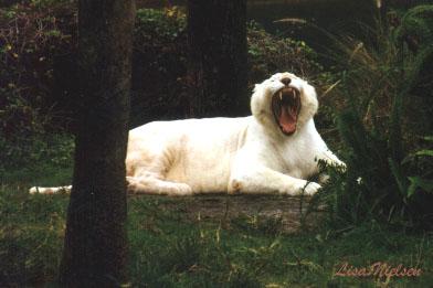 220-23-Pure White Tiger-big yawning-by Lisa Purcell.jpg