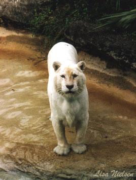 220-25-Pure White Tiger-pondside-by Lisa Purcell.jpg