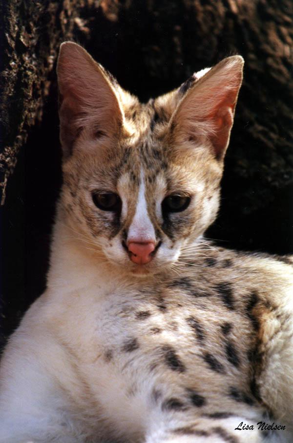 222-21-White-footed Serval-portrait-closeup-by Lisa Purcell.jpg