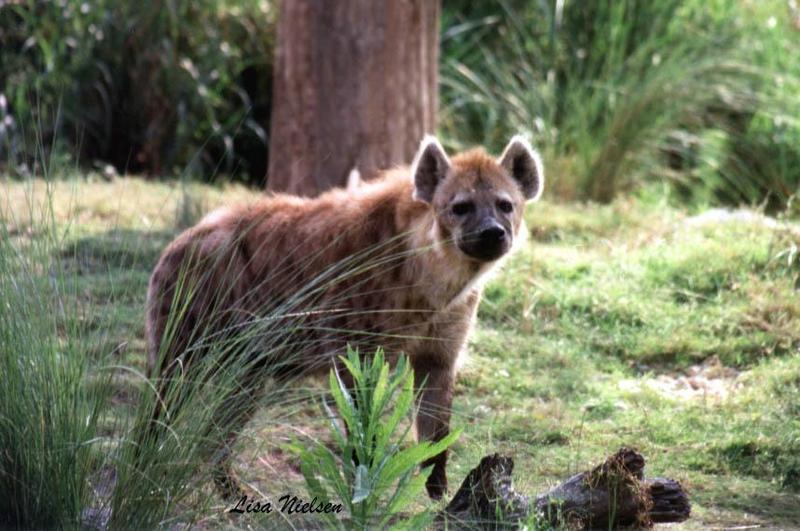 235-1-Spotted Hyena-at Buch Garden-by Lisa Purcell.jpg