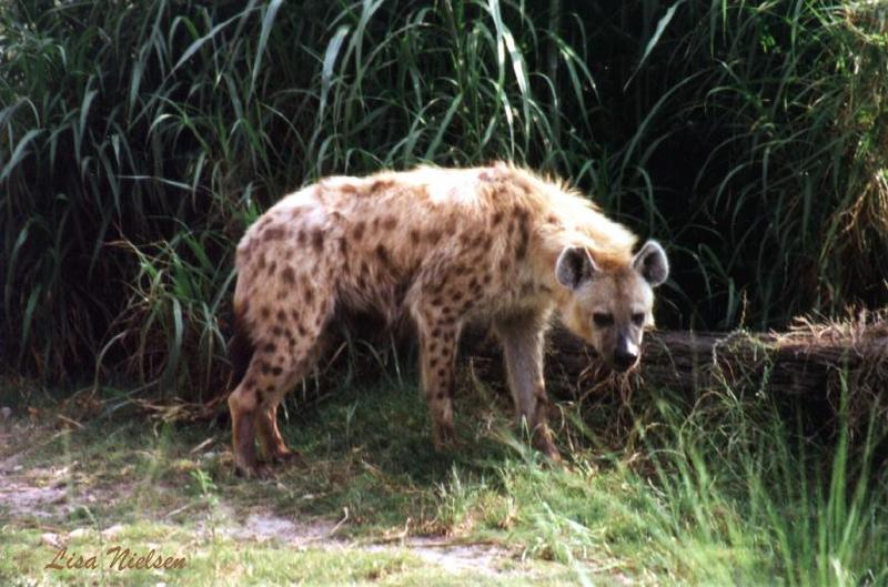 235-2-Spotted Hyena-Busch Gardens Florida-by Lisa Purcell.jpg