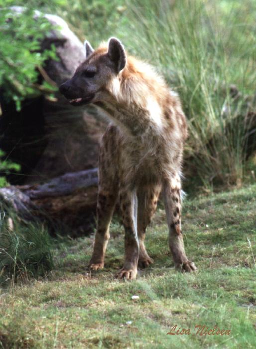 235-3-Spotted Hyena-on grass-by Lisa Purcell.jpg