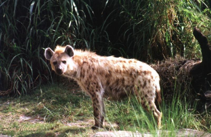 235-5-Spotted Hyena-Busch Gardens Florida-by Lisa Purcell.jpg