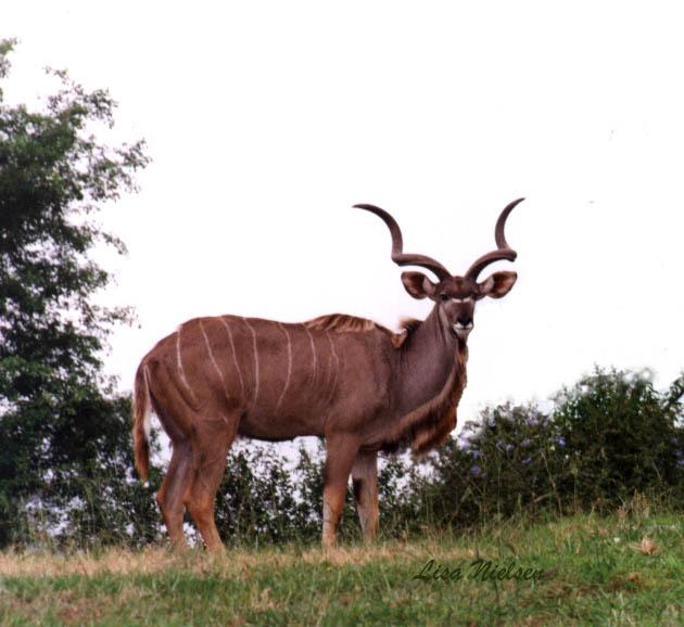 236-2-Greater Kudu-standing on hill-by Lisa Purcell.jpg