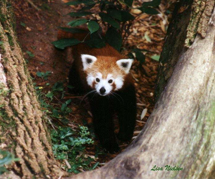 237-10-Red Panda-at Zoo Atlanta-by Lisa Purcell.jpg
