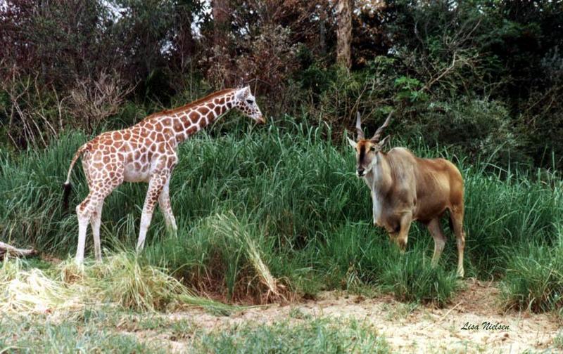 238-23-Young Giraffe-meets-Eland Antelope-by Lisa Purcell.jpg