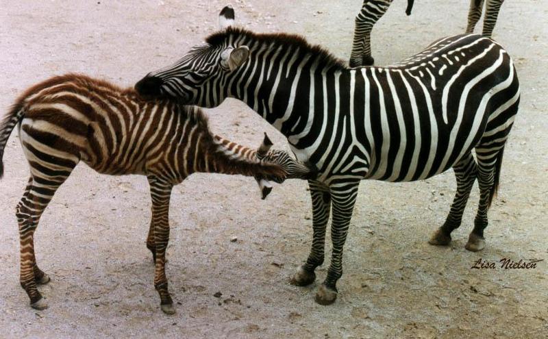 240-9-Zebras-grooming-MeskerParkZoo-by Lisa Purcell.jpg