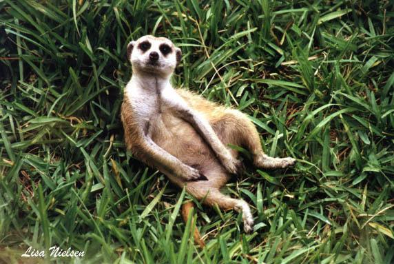 242-9-Meerkat-relaxing on grass-by Lisa Purcell.jpg