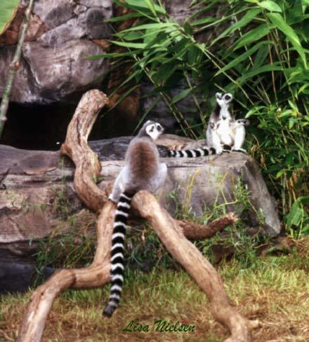 243-22-Ring-tailed Lemurs-pair on rock-by Lisa Purcell.jpg