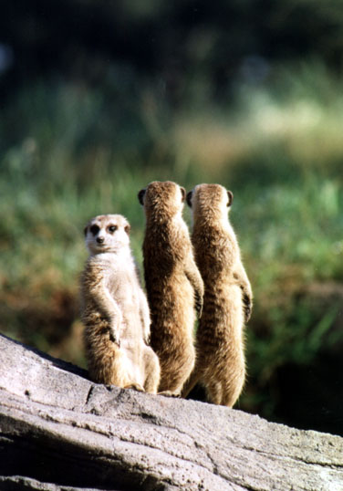 246-14-Meerkats-trio watchers-Disney Animal Kingdom-by Lisa Purcell.jpg