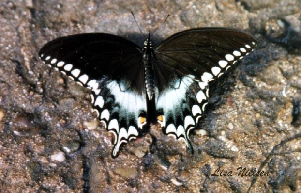 246-24-Spicebush Swallowtail Butterfly-on ground-by Lisa Purcell.jpg