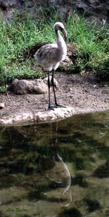 247-1-Baby Flamingo-chick on riverside-mirror-by Lisa Purcell.jpg