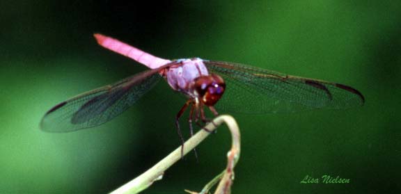247-11-Dragonfly-pink colored-closeup-by Lisa Purcell.jpg