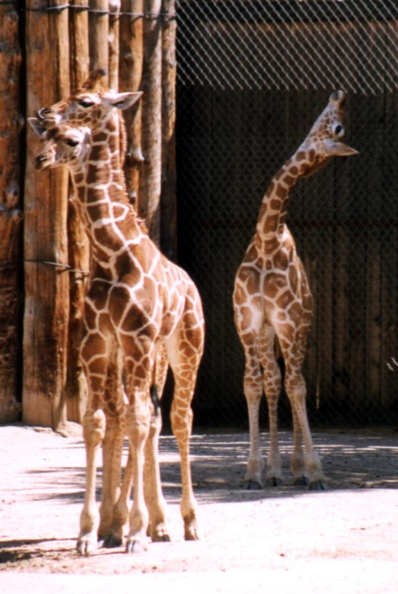 248-7-Young Giraffes-Rio Grande Zoo-by Lisa Purcell.jpg