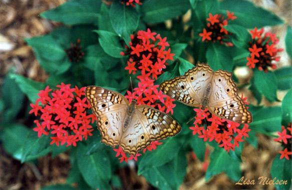249-2-White Peacock Butterfly-pair on flower-by Lisa Purcell.jpg