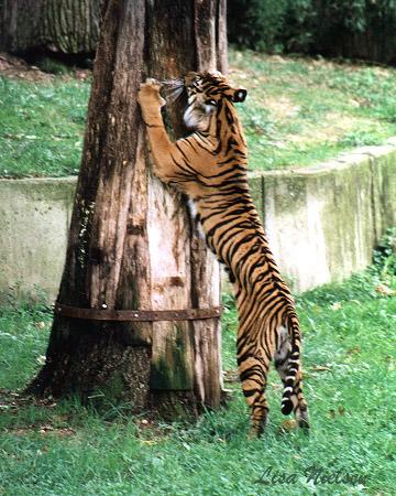 249-25-Tiger-scratching log-by Lisa Purcell.jpg