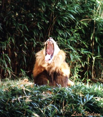 250-24-Lion Male-bing yawning-by Lisa Purcell.jpg