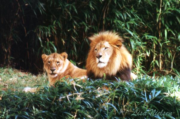 250-25-Lions-male and female pair-resting-by Lisa Purcell.jpg