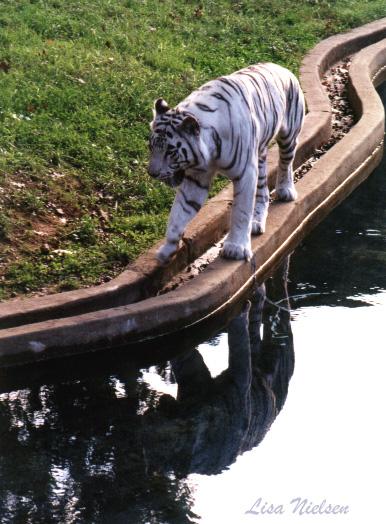 251-12-White Tiger-wandering along pond-water reflection-by Lisa Purcell.jpg