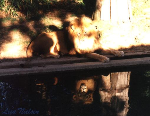 251-14-Lion Male-water side-reflection-by Lisa Purcell.jpg