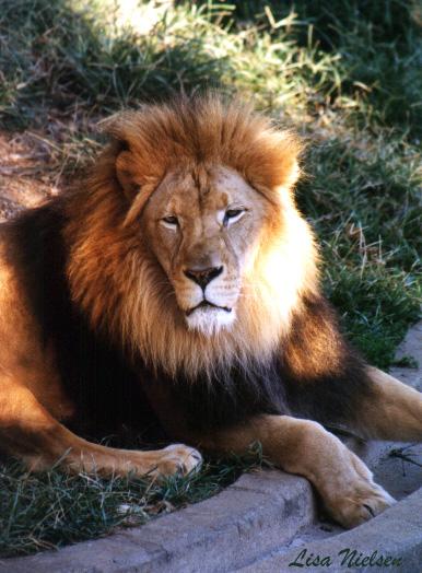 251-15-Lion Male-closeup-by Lisa Purcell.jpg