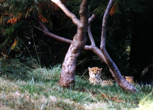 251-18-Cheetah-sitting on grasshill-National Zoo-by Lisa Purcell.jpg