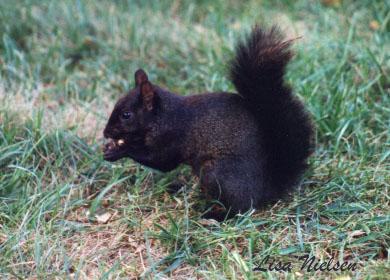 251-20-Melanistic Black Squirrel-eating nut-by Lisa Purcell.jpg