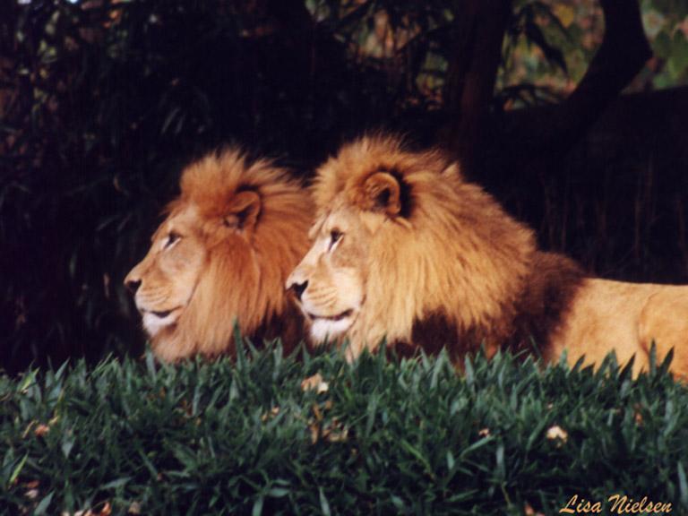 251-9-Lions-2 males sitting on grass-by Lisa Purcell.jpg