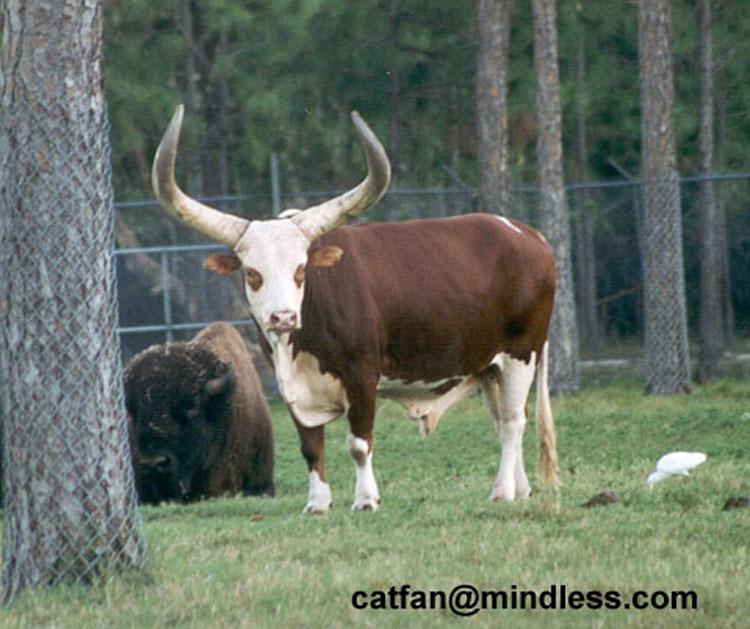 253-1-Watusi Cattle-African Longhorn Cow-on grass-by Lisa Purcell.jpg