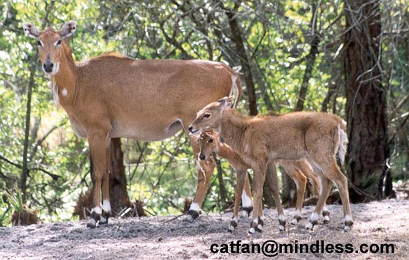 253-12-Nilgai Antelopes-mom and young-by Lisa Purcell.jpg