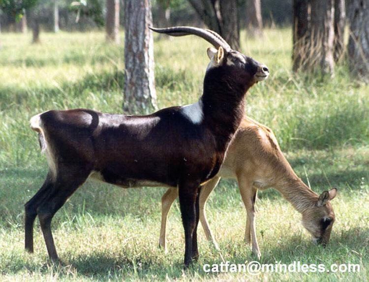 253-3-Nile Lechwe Antelopes-pair on grass-by Lisa Purcell.jpg