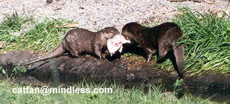 256-10-Asian Small-clawed Otters-at Disney Animal Kingdom-by Lisa Purcell.jpg