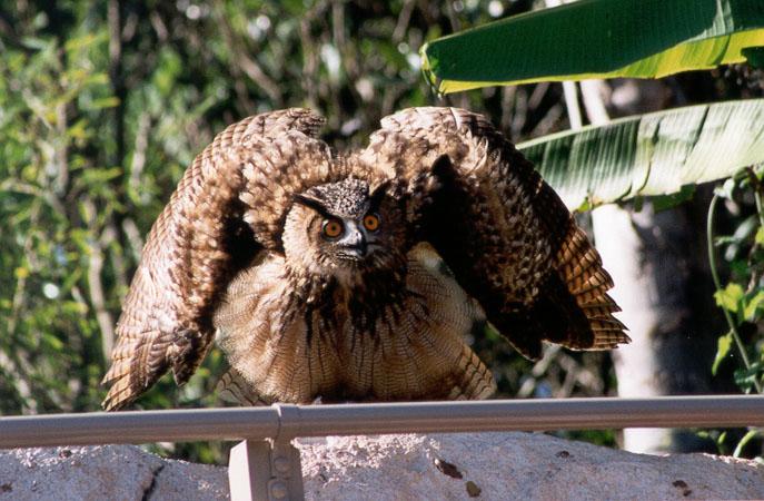 256-17-Unidentified Owl-from Africa-by Lisa Purcell.jpg