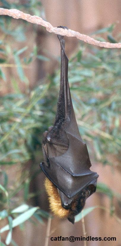 256-21-Gold-crowned Flying Fox-Giant Fruit Bat-at Disney Animal Kingdom-by Lisa Purcell.jpg