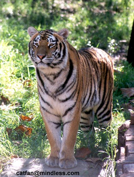257-10-Tiger-at Disney Animal Kingdom-by Lisa Purcell.jpg