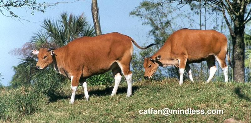 257-14-Banteng-Javan Wild Cows-Disney Animal Kingdom-by Lisa Purcell.jpg
