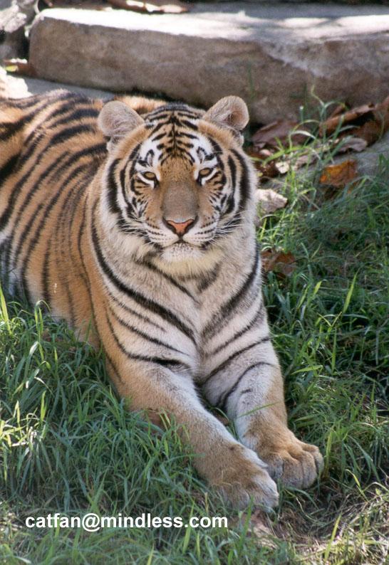 257-20-Tigers-resting at Disney Animal Kingdom-by Lisa Purcell.jpg