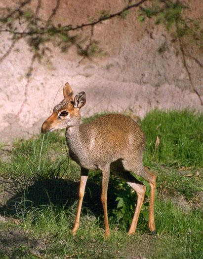 258-20-Dik-dik Antelope-at Disney Animal Kingdom-by Lisa Purcell.jpg