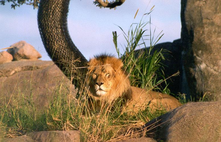 258-25-African Lion Male-Disney Animal Kingdom-by Lisa Purcell.jpg