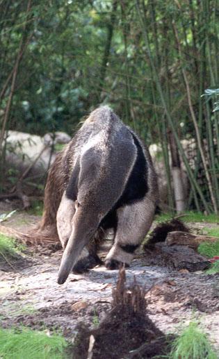259-1-Giant Anteater-at Disney Animal Kingdom-by Lisa Purcell.jpg