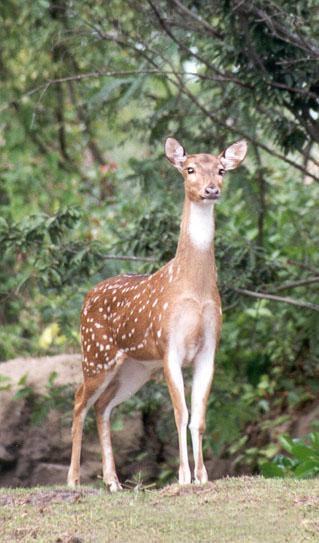 259-13-Axis Deer-female at Disney Animal Kingdom-by Lisa Purcell.jpg