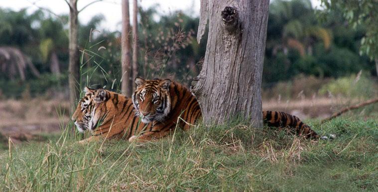 259-20-Tigers-resting at Disney Animal Kingdom-by Lisa Purcell.jpg